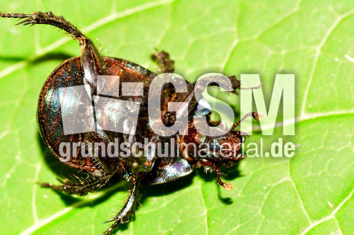 Waldmistkäfer (6).jpg